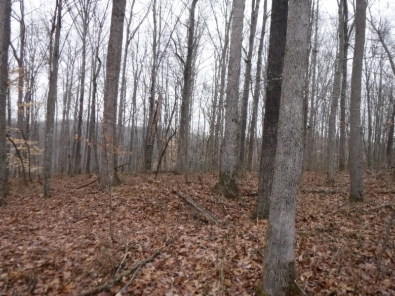 27 16ac Arrowhead Road Moss, TN 38575 - Photo 15 of 25 a view of a yard with lots of trees