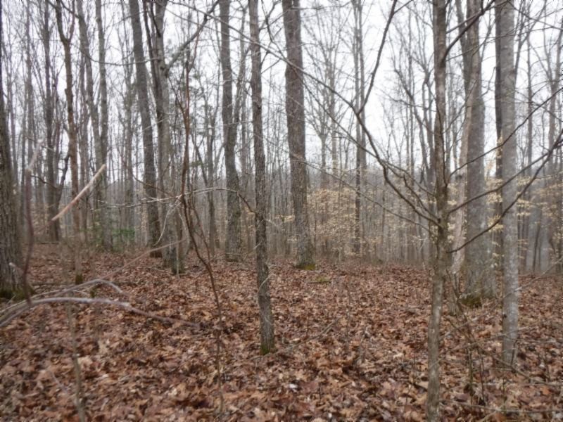 27 16ac Arrowhead Road Moss, TN 38575 - Photo 16 of 25 a view of a yard