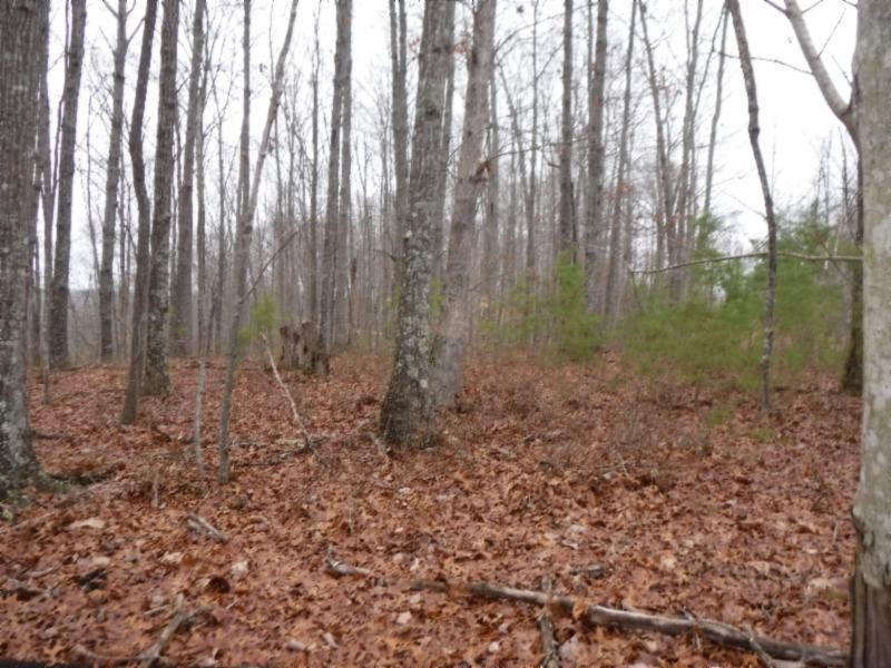 27 16ac Arrowhead Road Moss, TN 38575 - Photo 3 of 25 a view of a yard with lots of green space