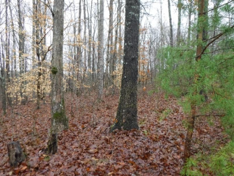 27 16ac Arrowhead Road Moss, TN 38575 - Photo 21 of 25 a view of a forest with trees