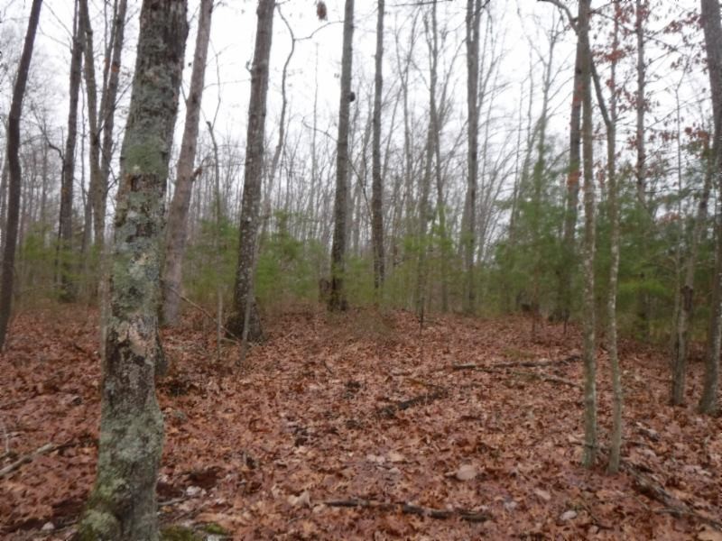 27 16ac Arrowhead Road Moss, TN 38575 - Photo 5 of 25 a view of a forest with trees in the background