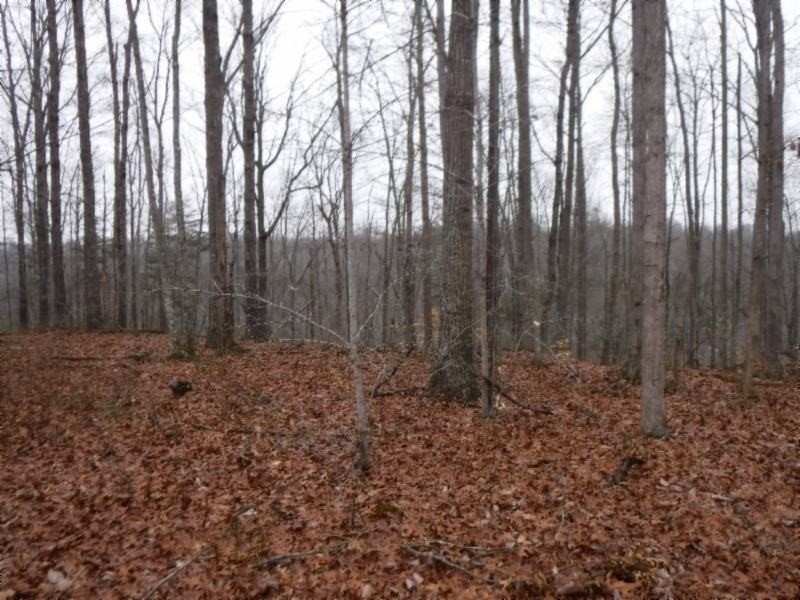 27 16ac Arrowhead Road Moss, TN 38575 - Photo 8 of 25 a view of backyard with green space