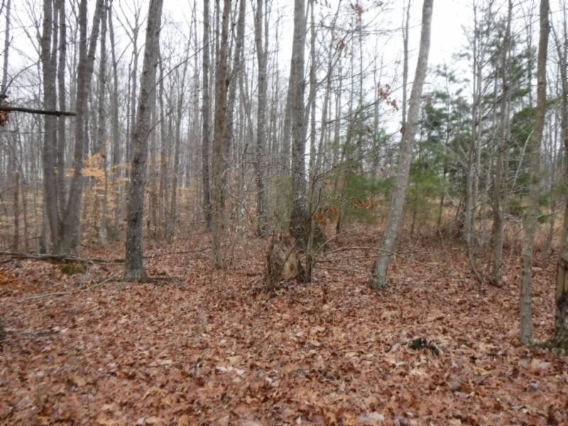 27 16ac Arrowhead Road Moss, TN 38575 - Photo 10 of 25 a view of a yard with large trees