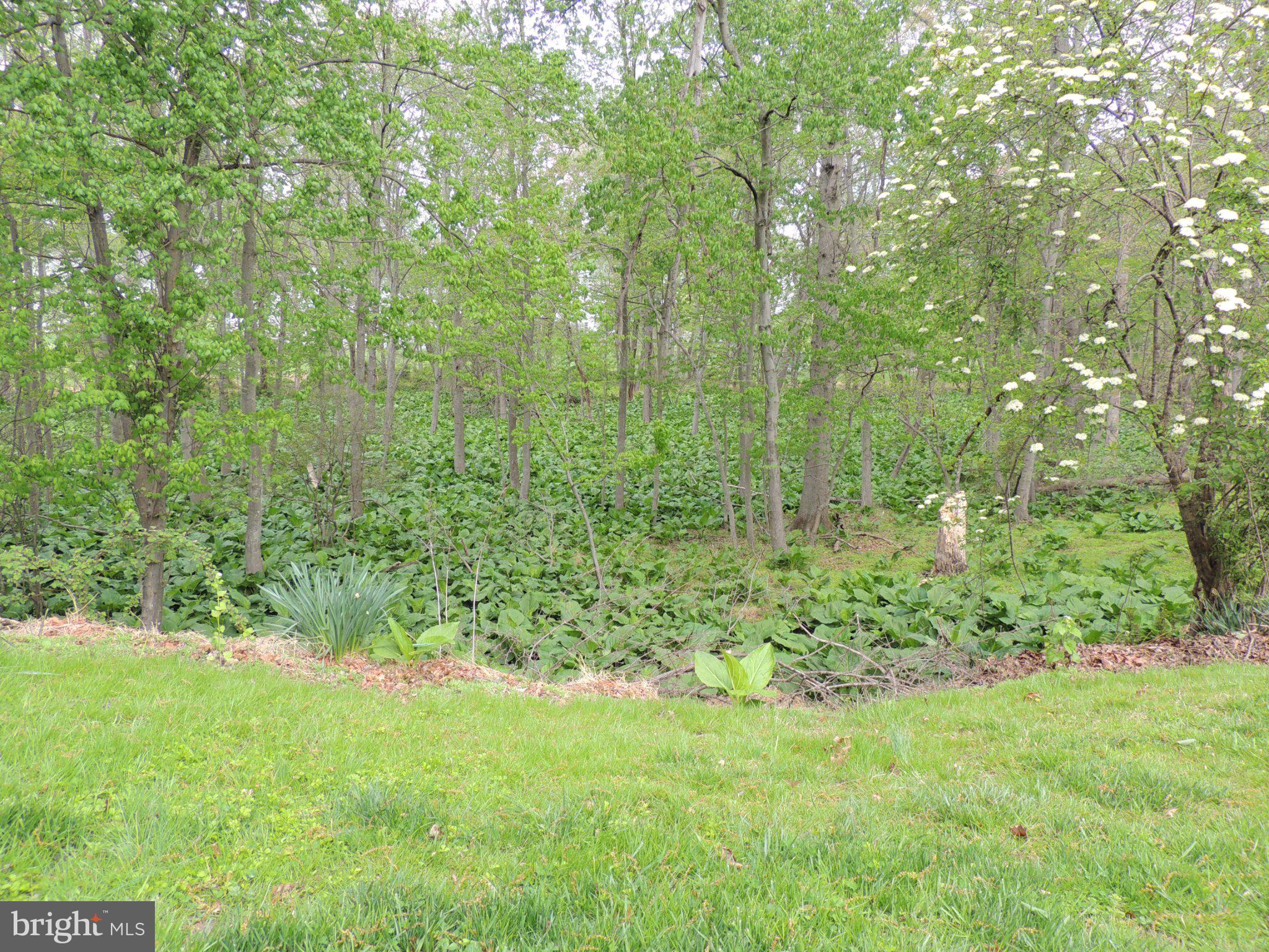 5838 Oklahoma Road Sykesville, MD 21784 - Photo 66 of 72 Lush greenery embraces tranquil woods.
