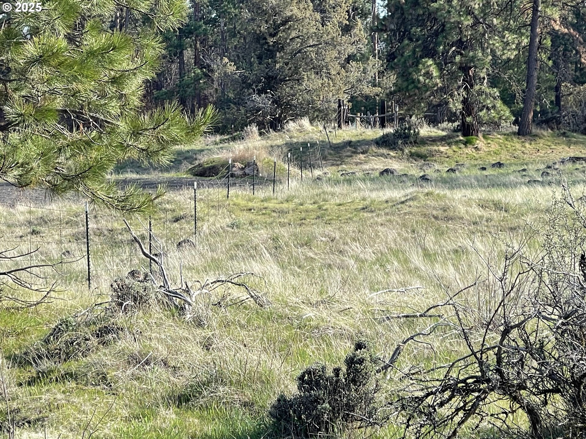 131 Dodson Road Tygh Valley, OR 97063 - Photo 12 of 31 a view of a yard with a tree