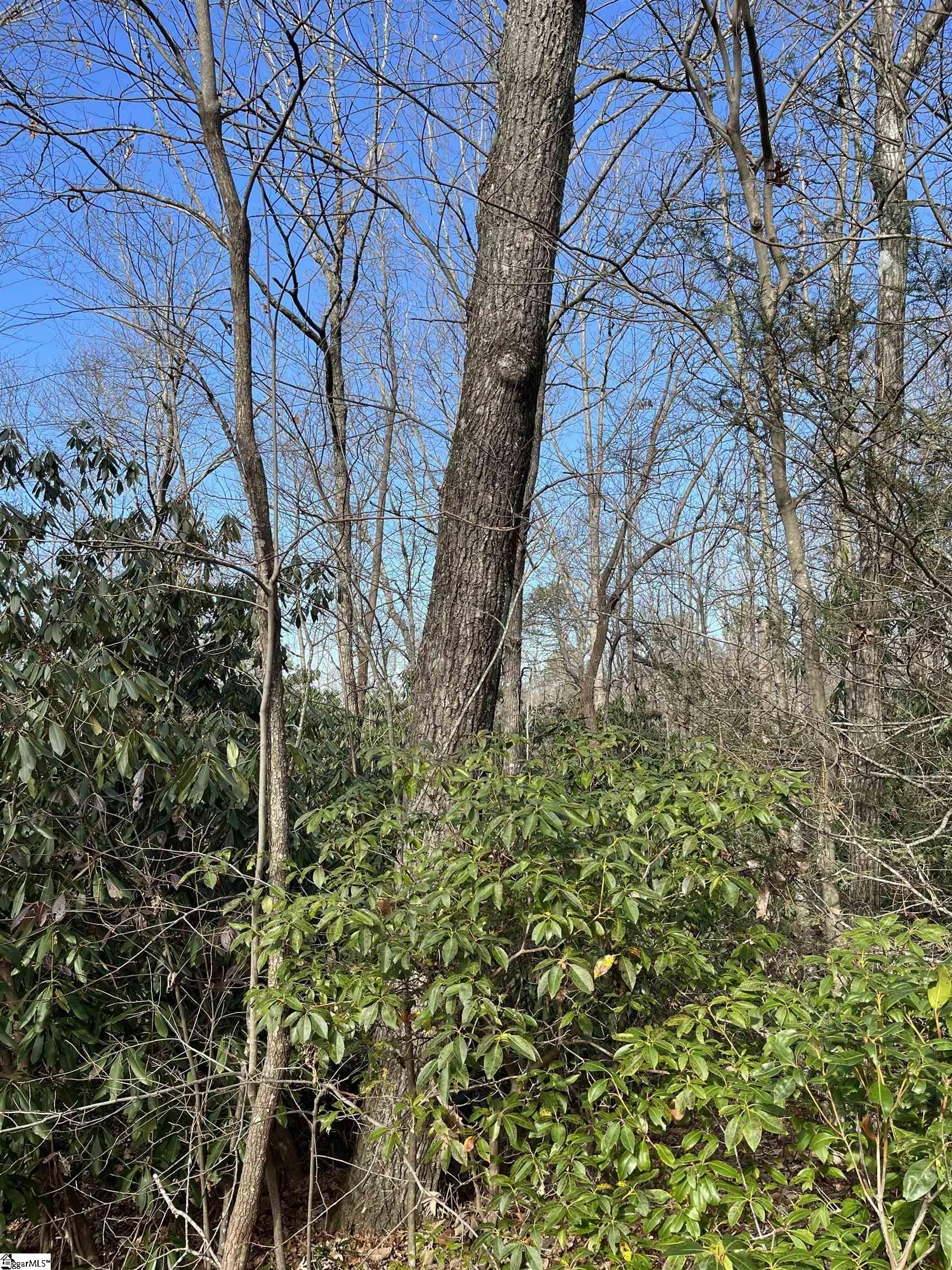 Tbd Cliff Ridge Drive Cleveland, SC 29635 - Photo 4 of 19