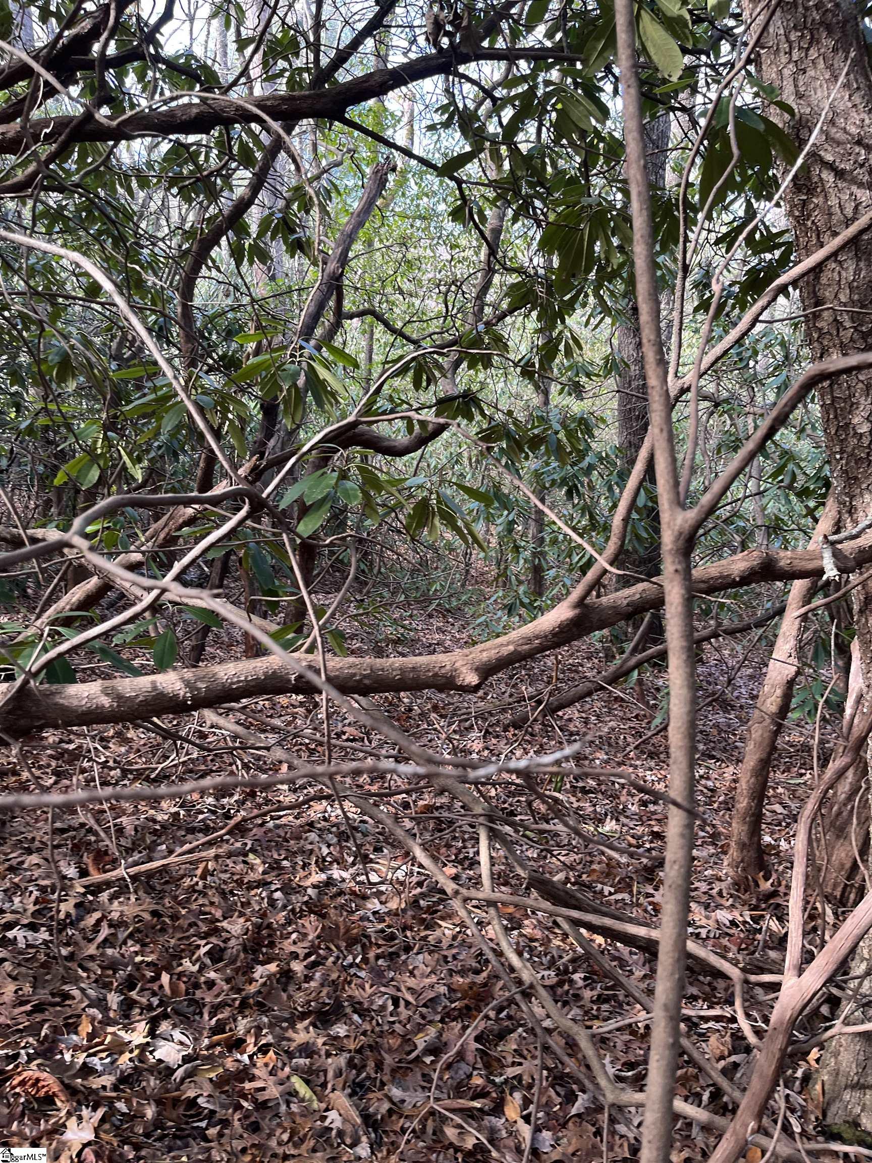 Tbd Cliff Ridge Drive Cleveland, SC 29635 - Photo 8 of 19