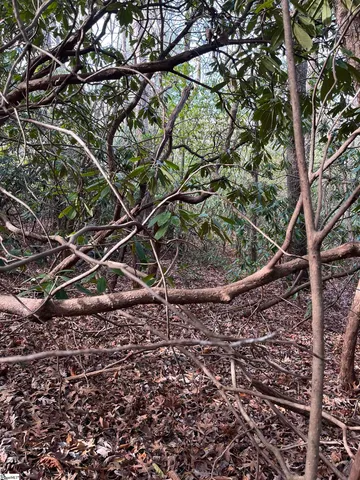 $19,500 | Tbd Cliff Ridge Drive, Cleveland, SC 29635