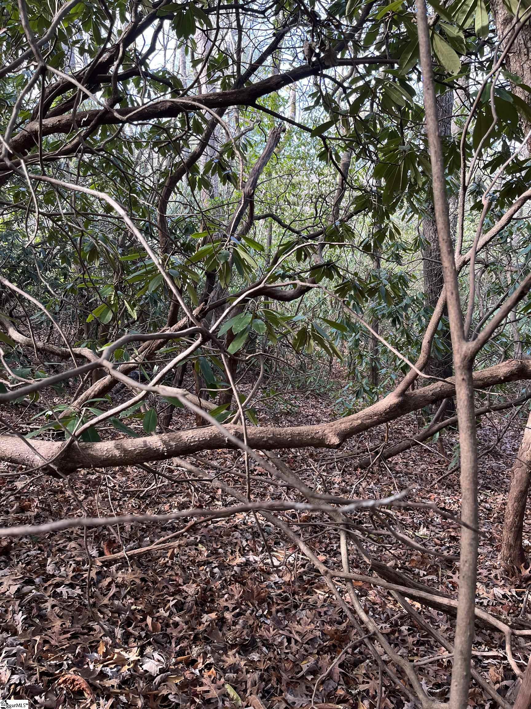 Tbd Cliff Ridge Drive Cleveland, SC 29635 - Photo 9 of 19