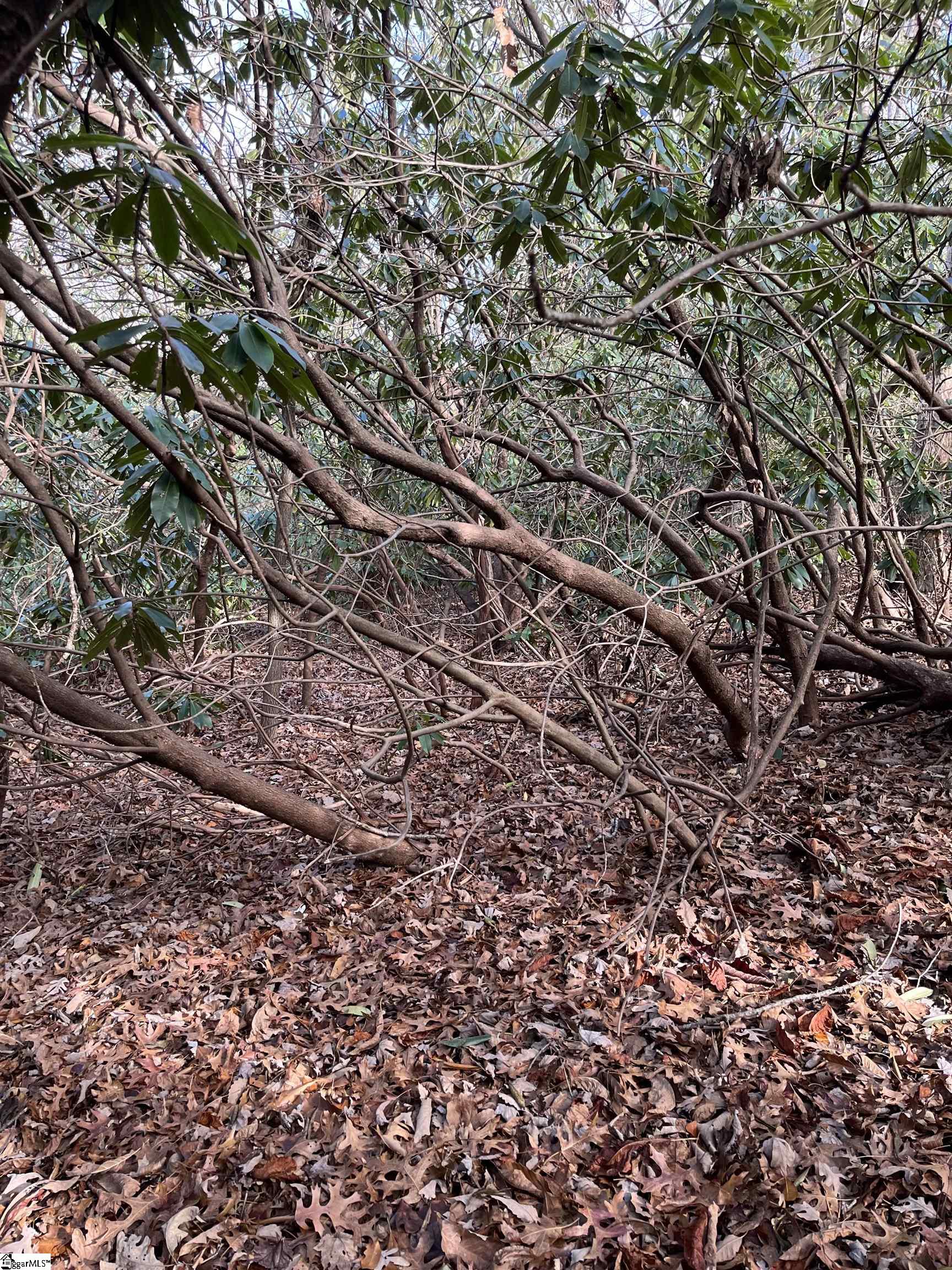 Tbd Cliff Ridge Drive Cleveland, SC 29635 - Photo 10 of 19