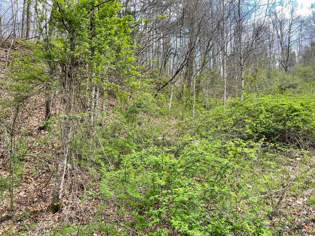 $18,933 | Tbd Orby Cantrell Highway, Wise, VA 24293