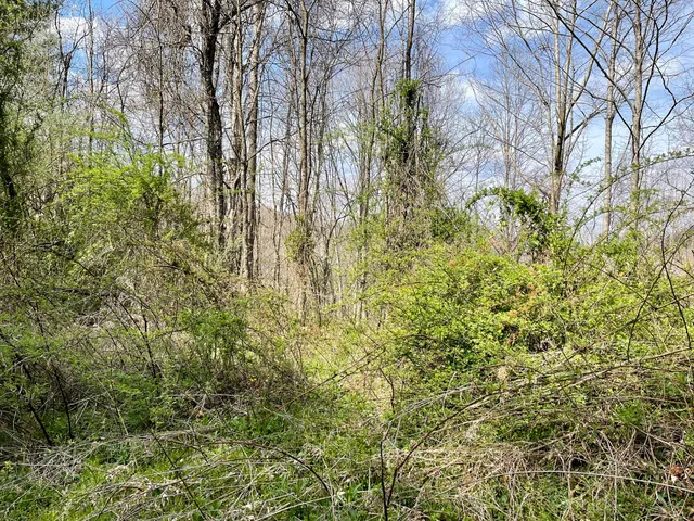 $18,933 | Tbd Orby Cantrell Highway, Wise, VA 24293