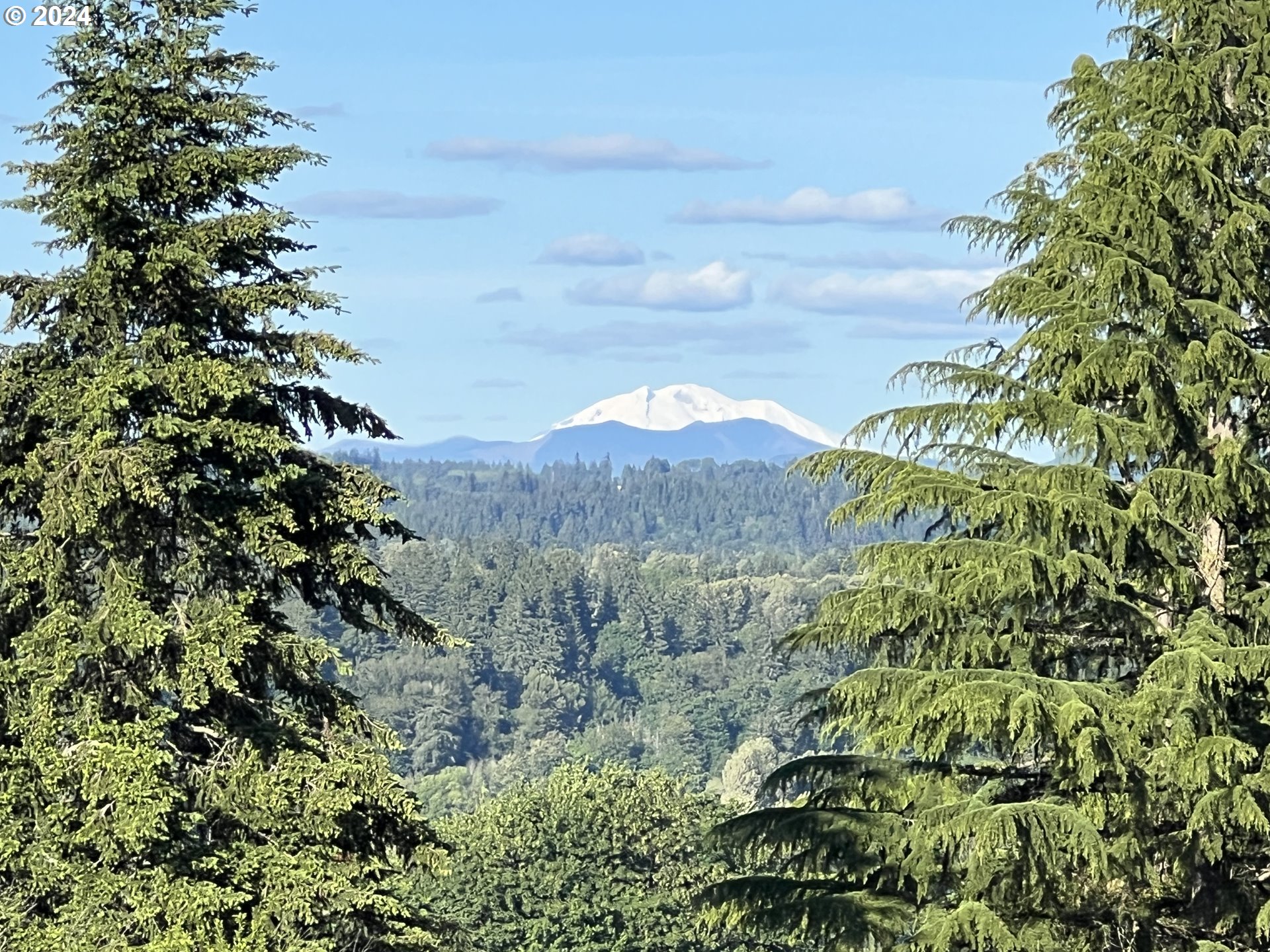 27309 Northeast 29th Avenue Ridgefield, WA 98642 - Photo 38 of 39 a view of a lush green forest with lots of trees