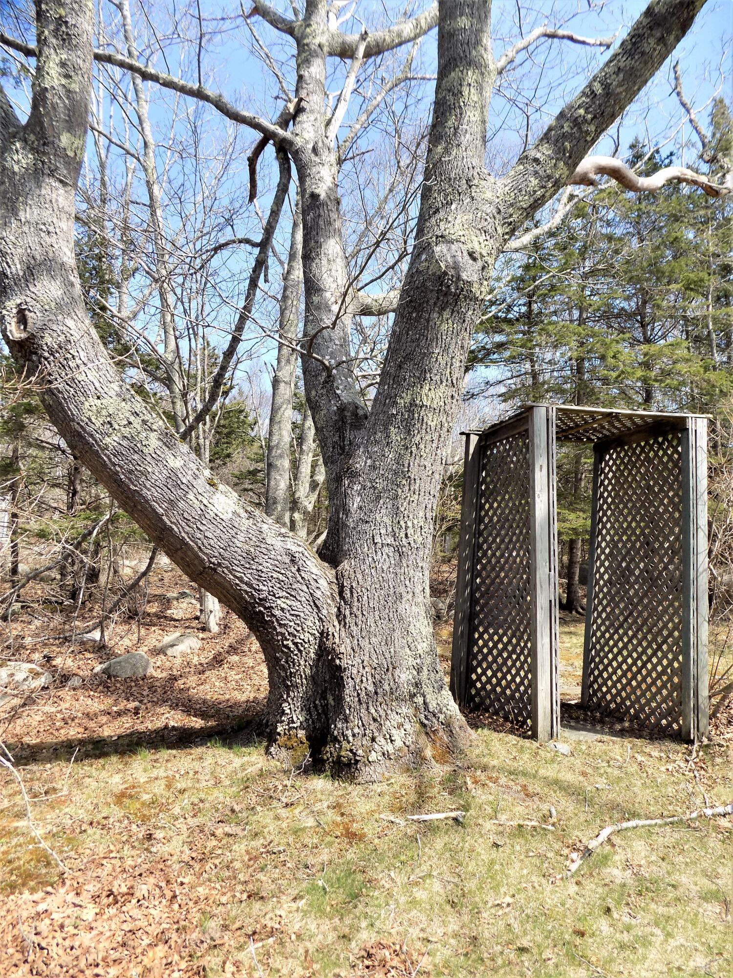 731 North Deer Isle Road Deer Isle, ME 04627 - Photo 36 of 44 Awesome climbing tree