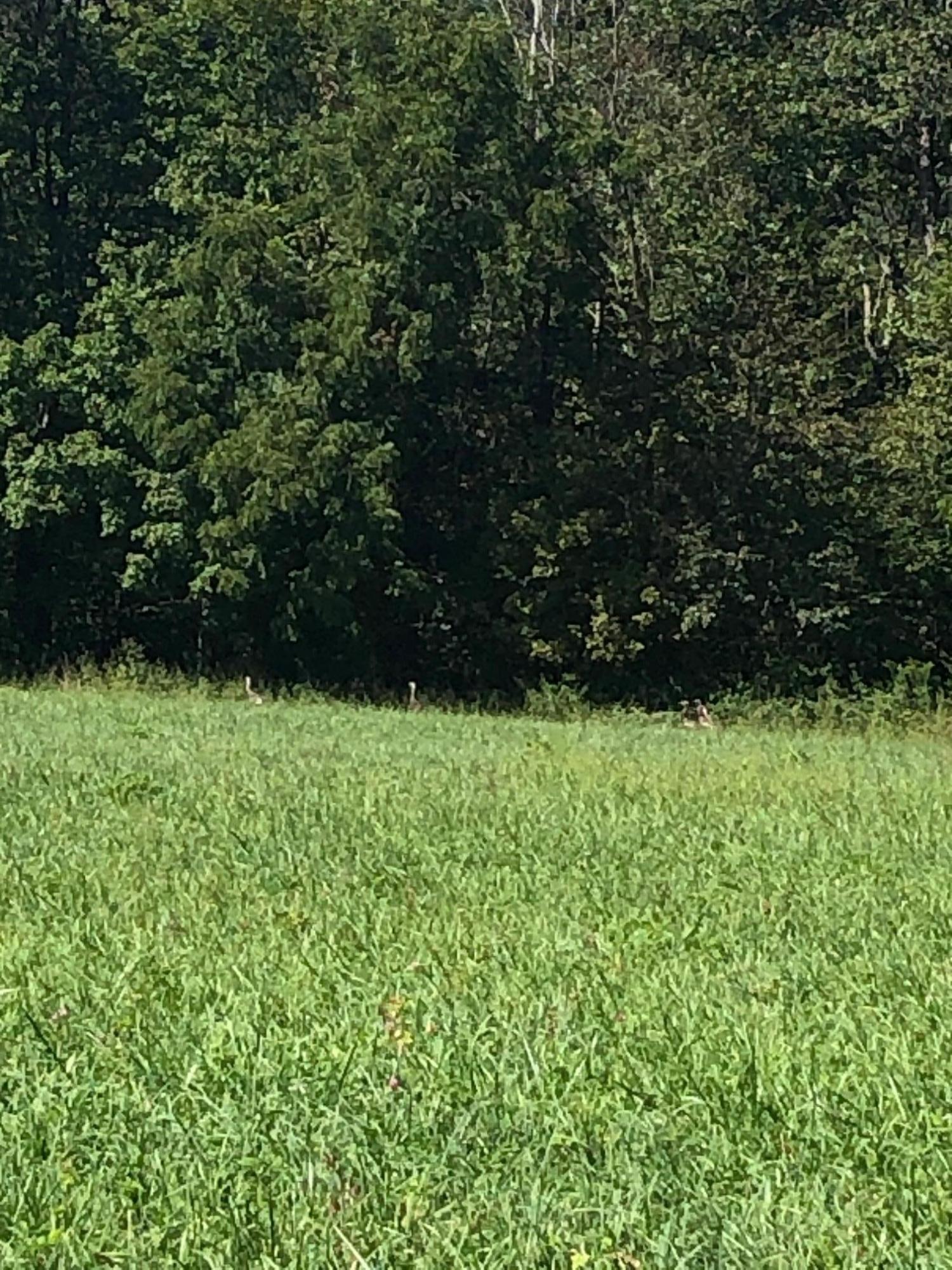 1555 Pleasant Point School Road Waynesburg, KY 40489 - Photo 42 of 58 50 Gorgeous Acres!