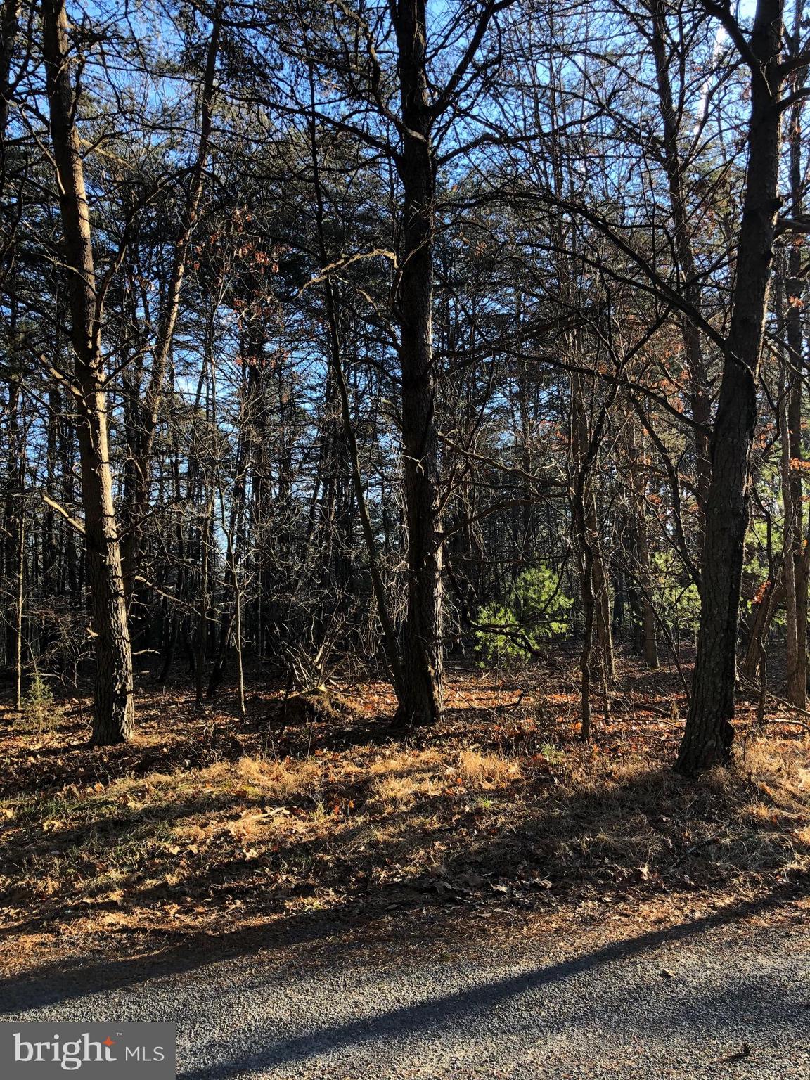 0 Longstreet Road Basye, VA 22810 - Photo 2 of 3 a view of a tree with a yard