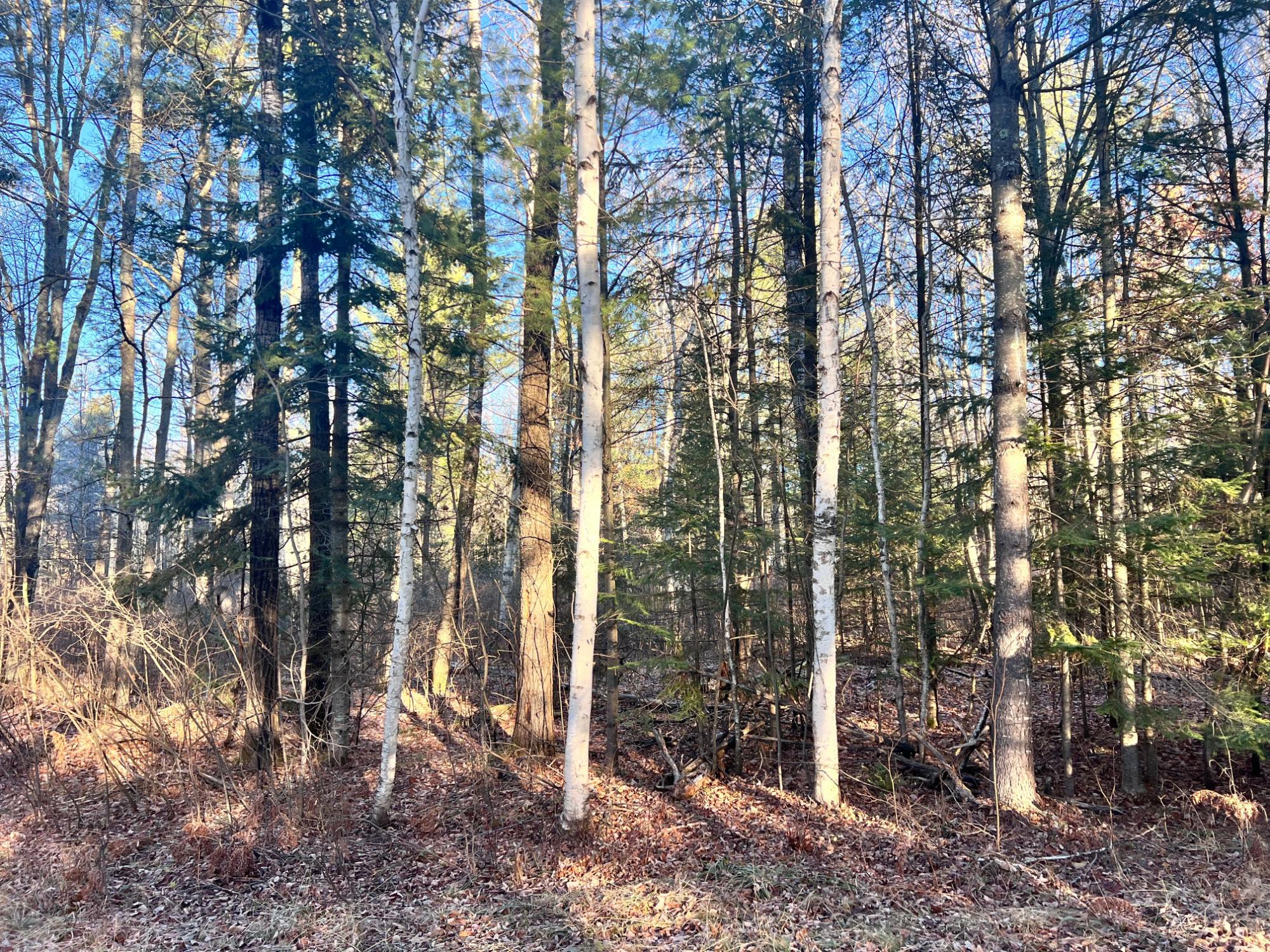 Lot 23 Loggers Run Road Eagle River, WI 54521 - Photo 6 of 10 Gallery Image 6