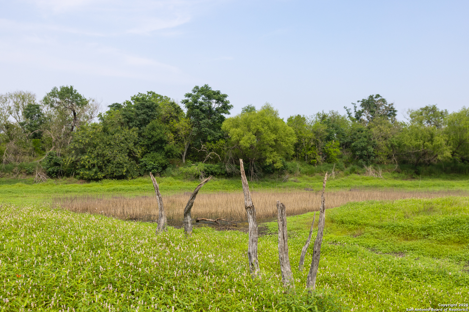 0 Shepherd Road Atascosa, TX 78002 - Photo 13 of 29 a view of a yard with a tree