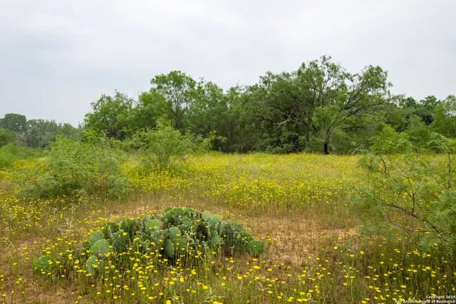 a view of yard with green space