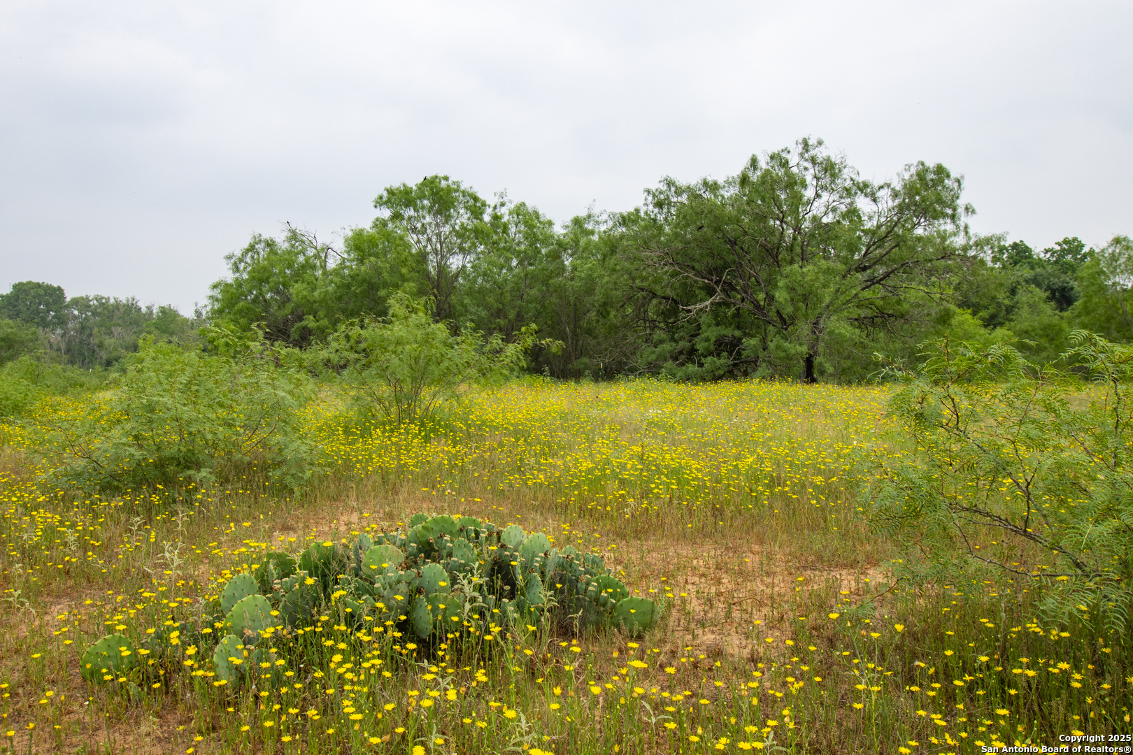 0 Shepherd Road Atascosa, TX 78002 - Photo 19 of 29 a view of yard with green space