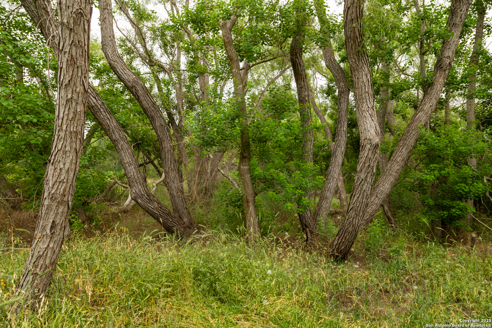 0 Shepherd Road Atascosa, TX 78002 - Photo 3 of 29 a view of a lush green forest
