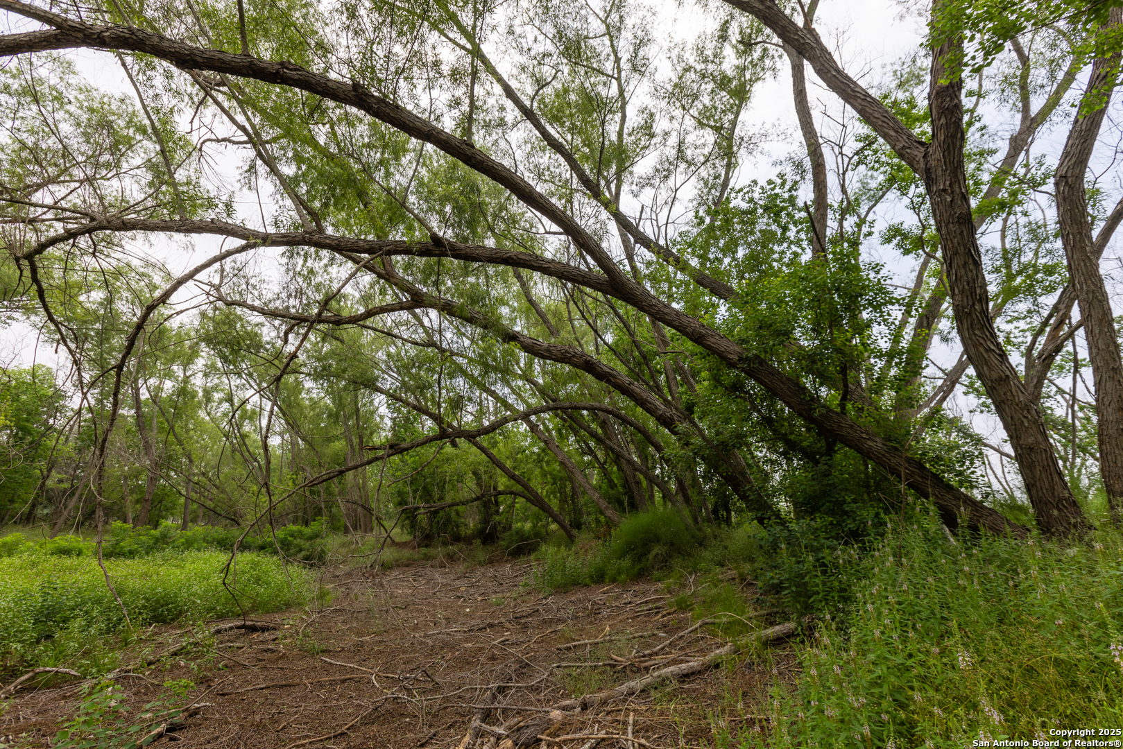 0 Shepherd Road Atascosa, TX 78002 - Photo 4 of 29 a backyard of a house with lots of green space