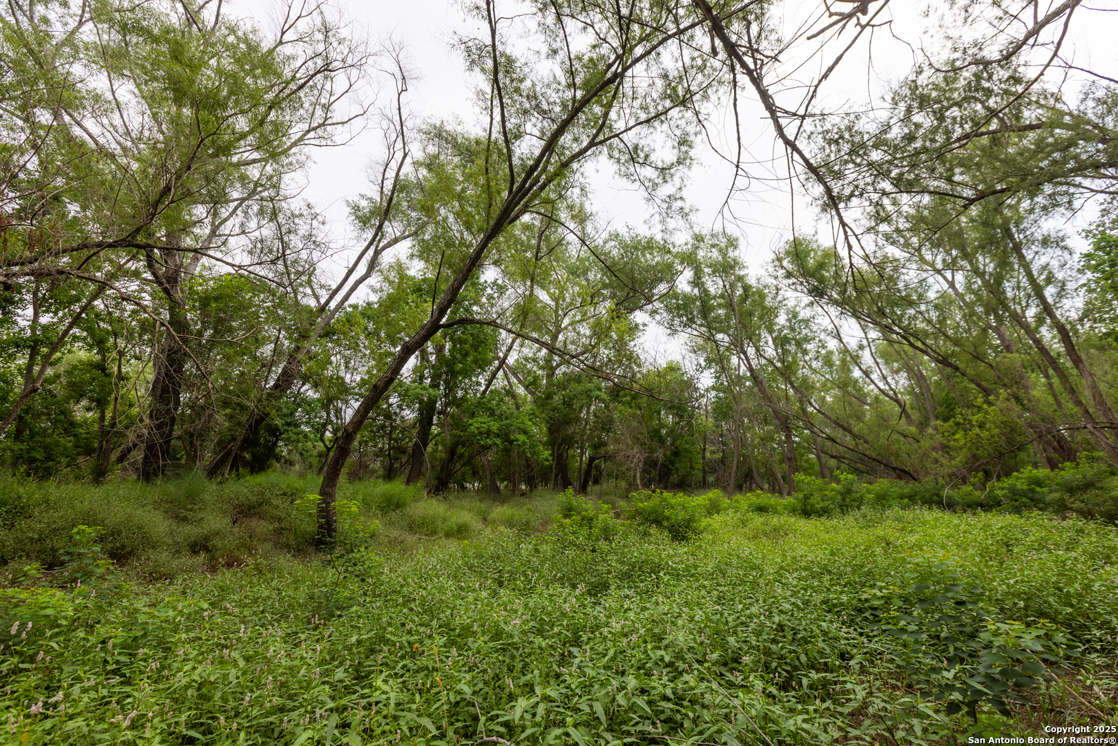 0 Shepherd Road Atascosa, TX 78002 - Photo 5 of 29 a view of a lush green forest