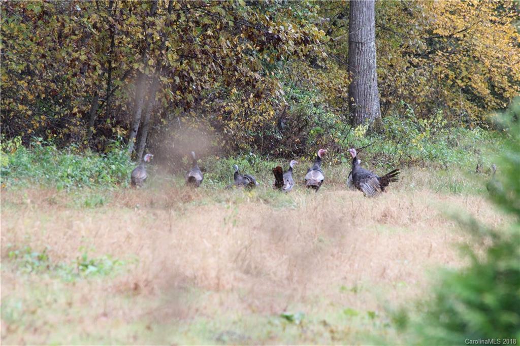 0 Zacks Fork Road Lenoir, NC 28645 - Photo 14 of 23 Gallery Image 14