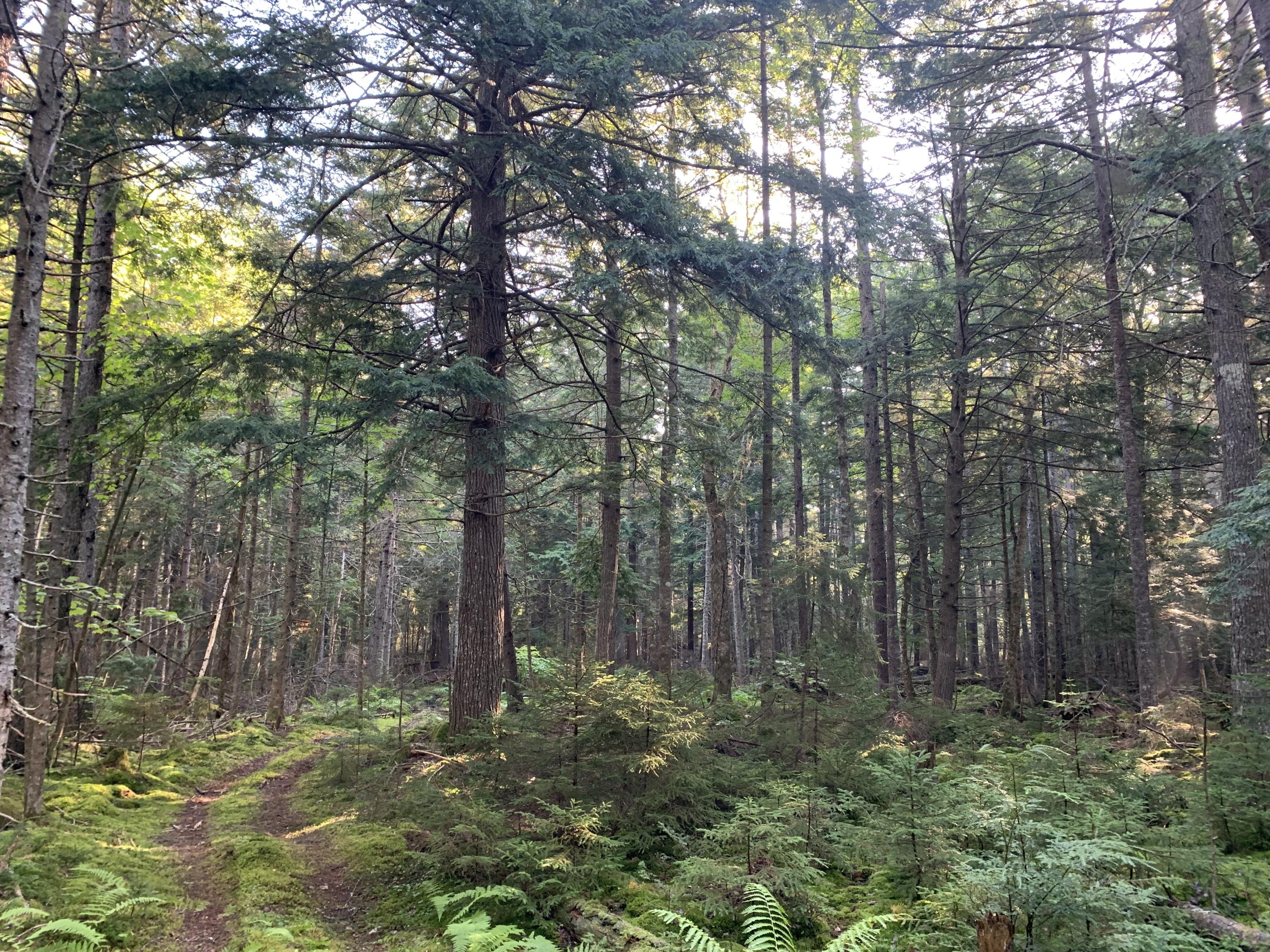 534 Back Ridge Road Orland, ME 04472 - Photo 26 of 32 Forest 4