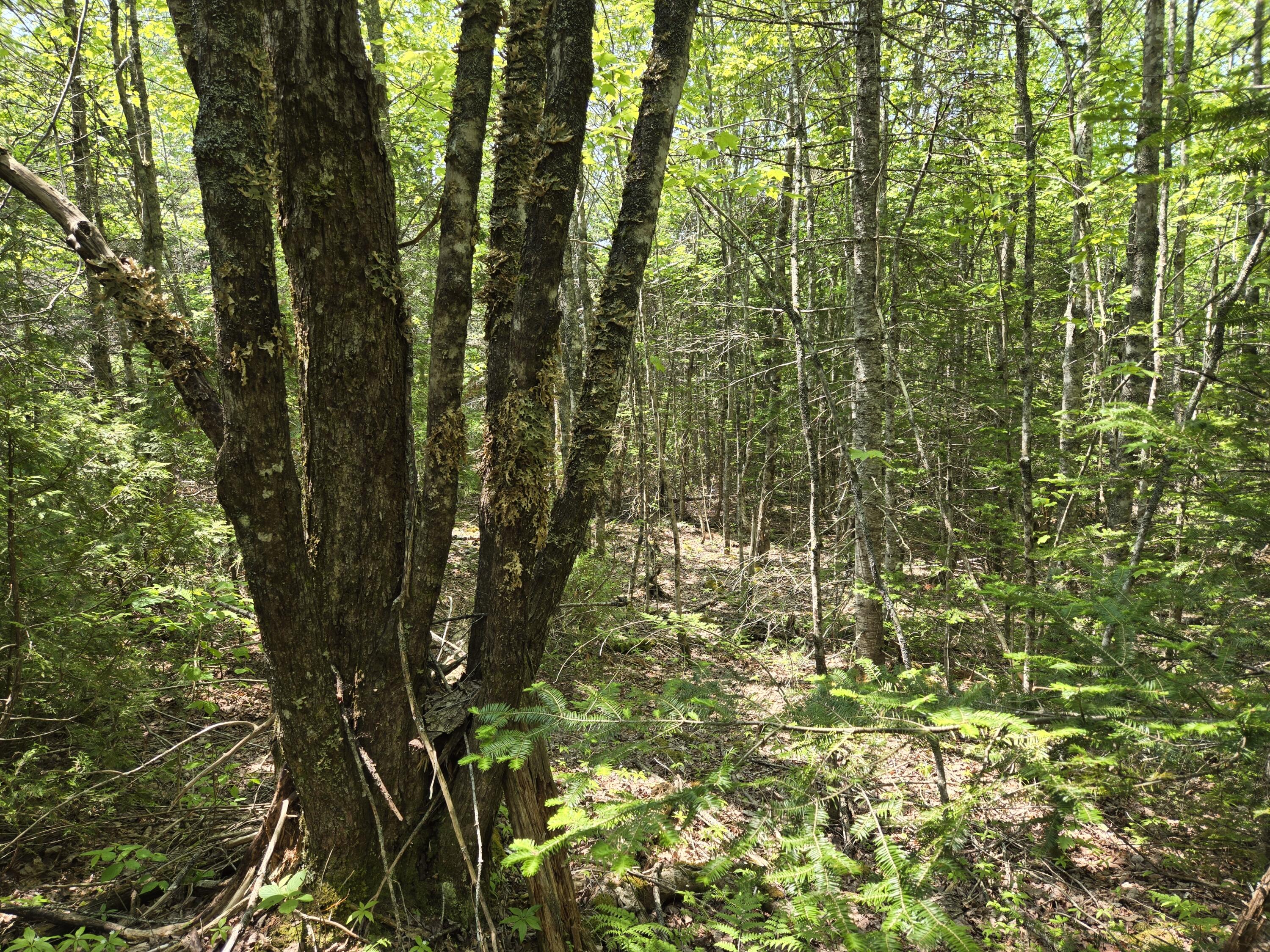 0 Map Wa032 Plan 01 Lubec, ME 04652 - Photo 14 of 36 20250605_113150