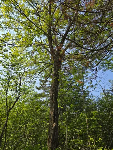 $115,000 | 0 Map Wa032 Plan 01, Lubec, ME 04652