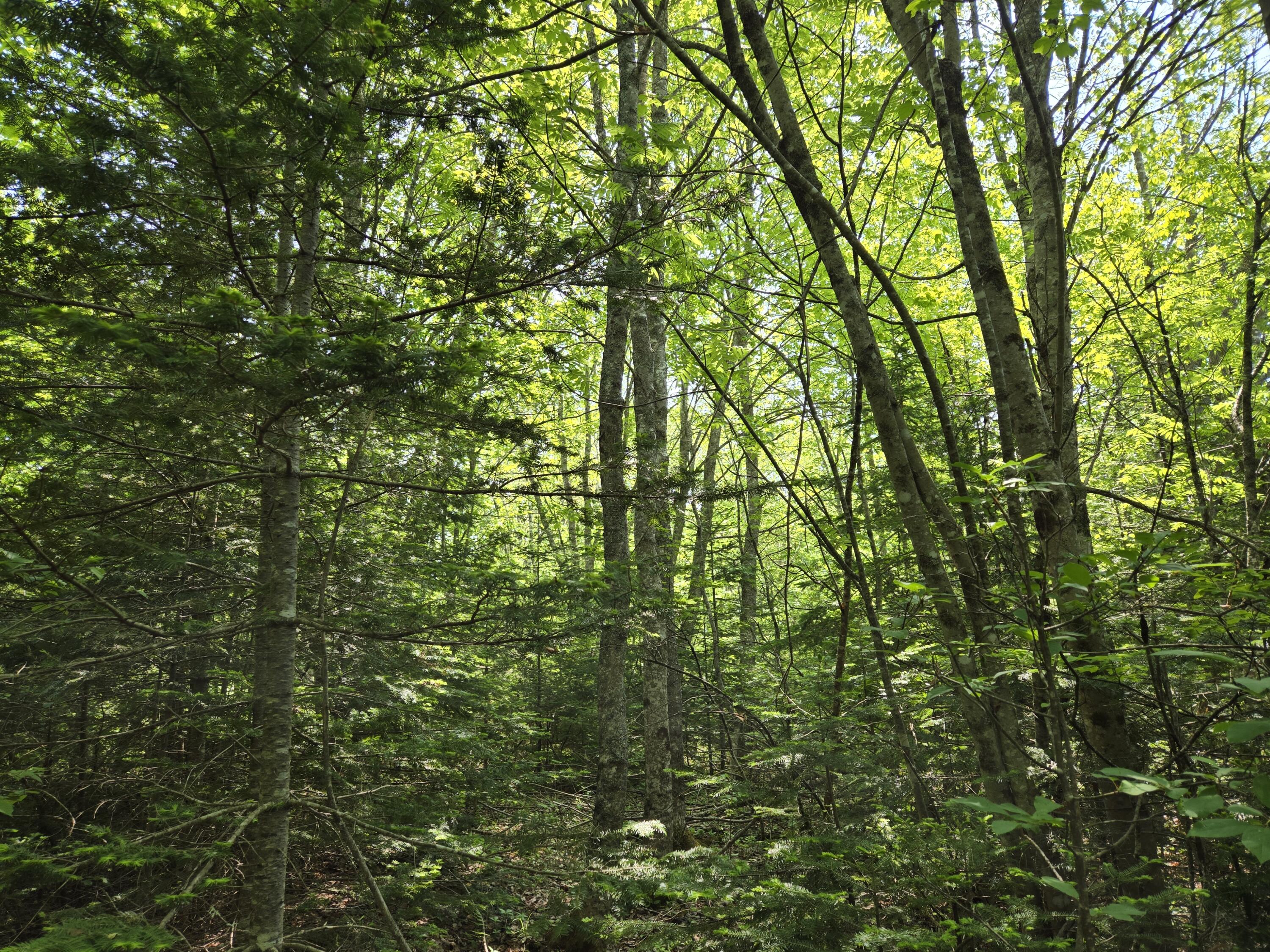 0 Map Wa032 Plan 01 Lubec, ME 04652 - Photo 22 of 36 20250605_111232