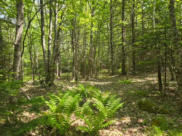 $115,000 | 0 Map Wa032 Plan 01, Lubec, ME 04652