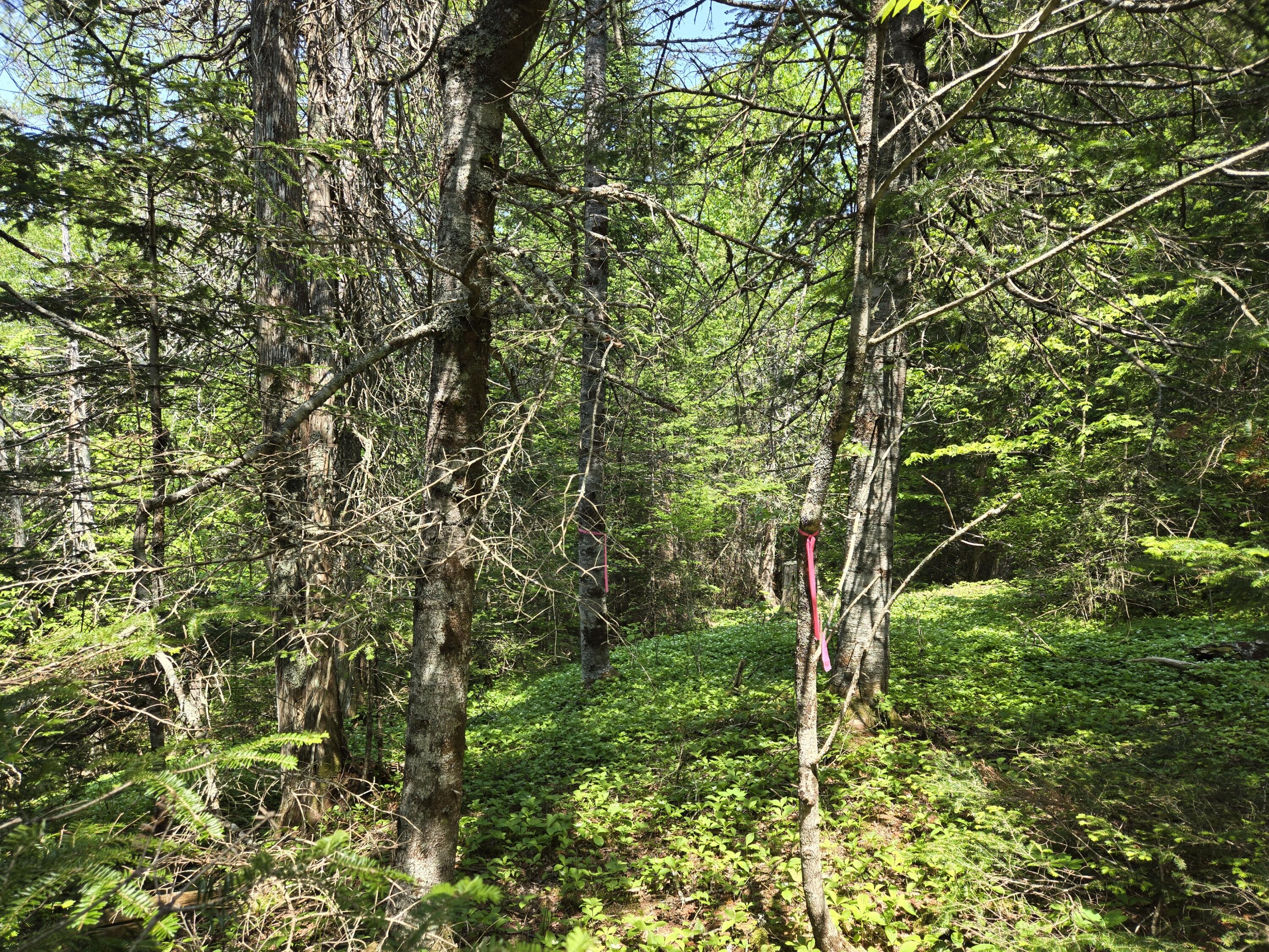 0 Map Wa032 Plan 01 Lubec, ME 04652 - Photo 27 of 36 20250605_111608