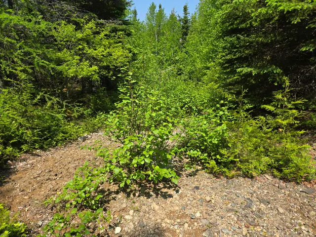 $115,000 | 0 Map Wa032 Plan 01, Lubec, ME 04652