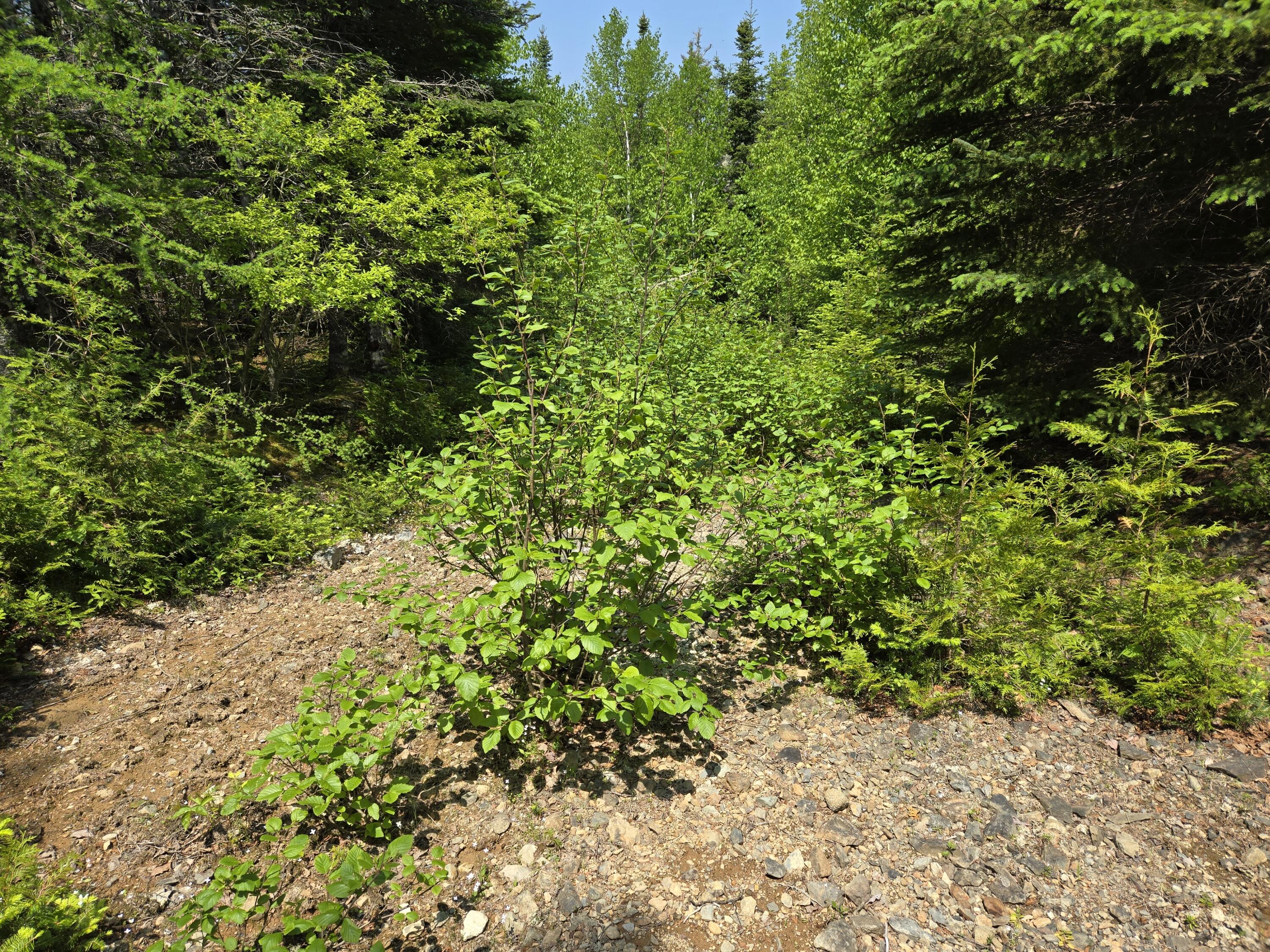 0 Map Wa032 Plan 01 Lubec, ME 04652 - Photo 29 of 36 20250605_112715