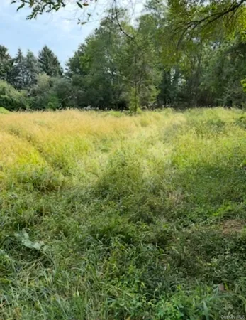 a view of a yard