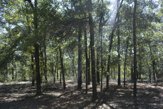 a view of a lush green forest with large trees