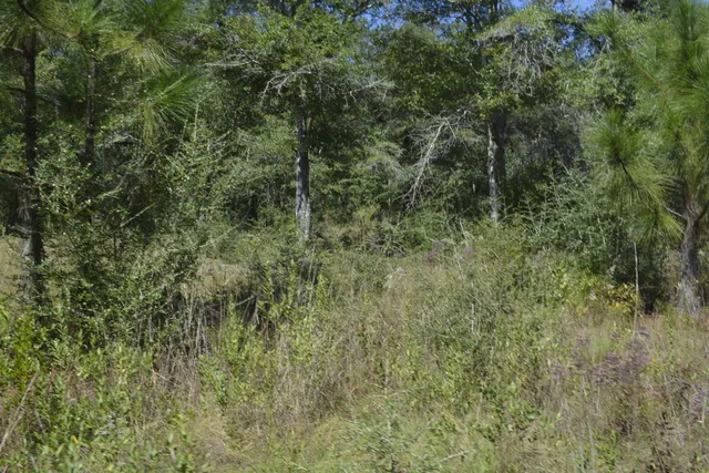 a view of a lush green forest