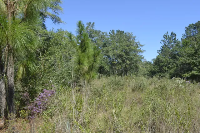 a view of a forest with a tree