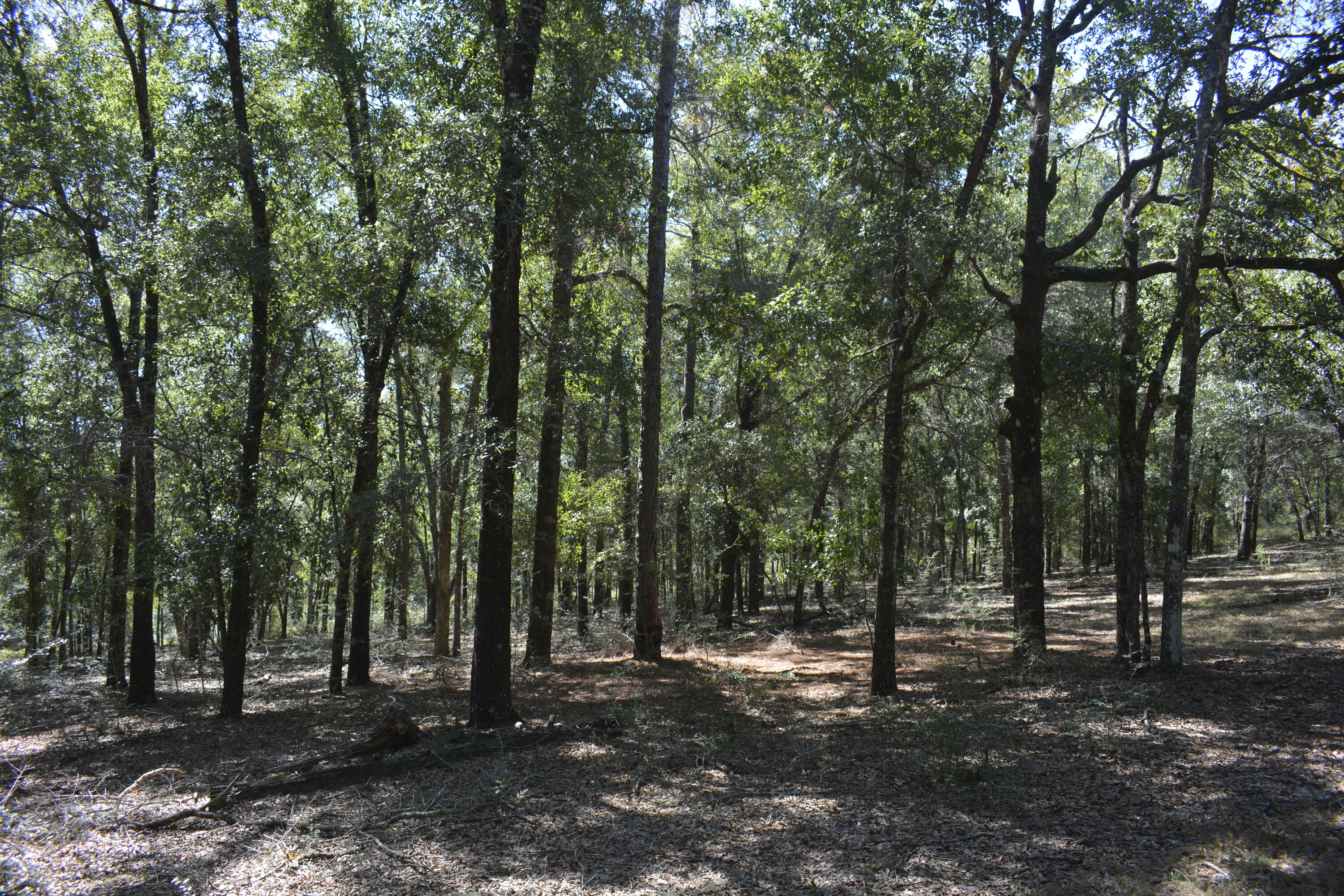2928 Aplin Road Crestview, FL 32539 - Photo 26 of 42 a view of outdoor space and trees