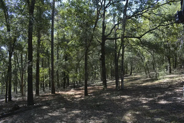 a view of outdoor space with lots of trees