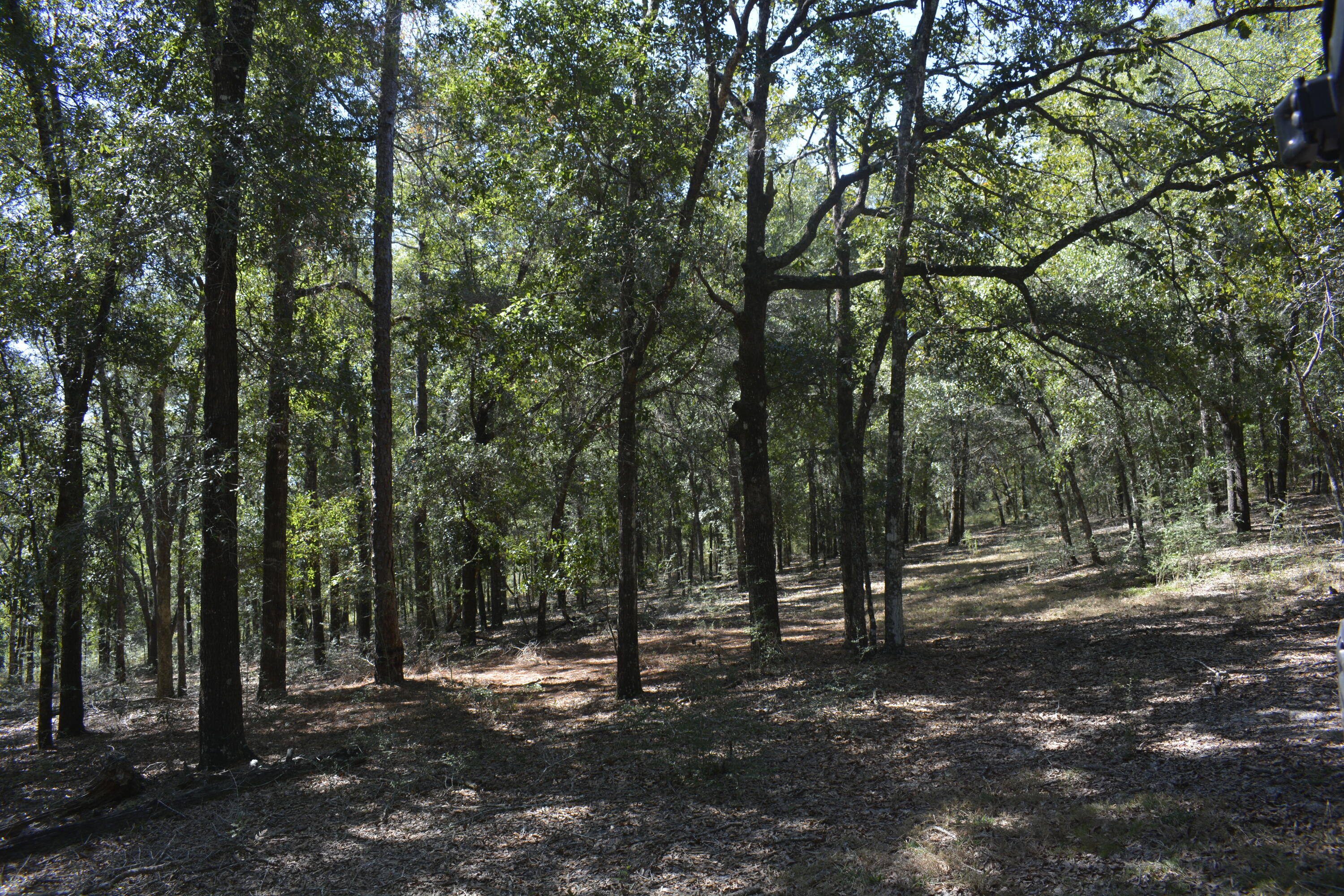 2928 Aplin Road Crestview, FL 32539 - Photo 30 of 42 a view of outdoor space with trees