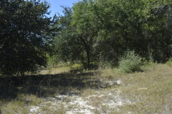 a view of water with trees in the background