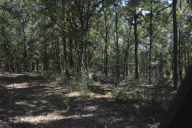 a view of a forest with trees in the background
