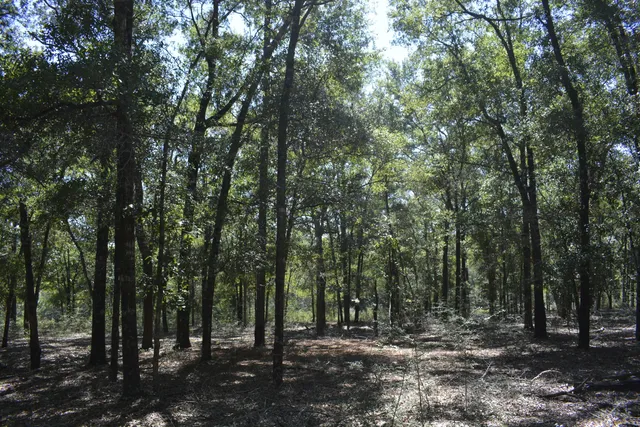 a view of a lush green forest