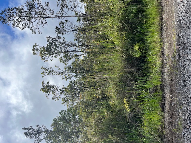 26 Omeka Road Mountain View, HI 96771 - Photo 2 of 6 a view of a forest with lots of trees
