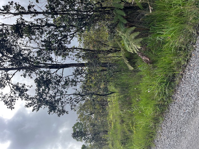 26 Omeka Road Mountain View, HI 96771 - Photo 4 of 6 a view of a garden