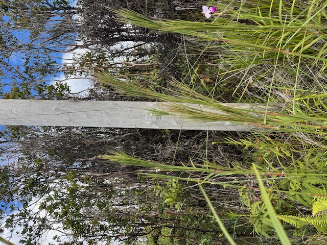 26 Omeka Road Mountain View, HI 96771 - Photo 5 of 6 a view of a garden