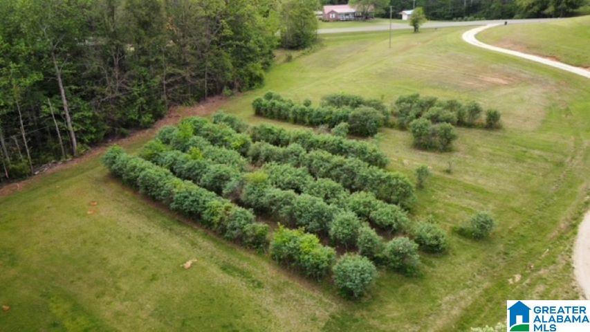 7307 County Road 31 Lineville, AL 36266 - Photo 9 of 30